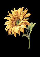 2025-05-22/56dad3d9-ae6e-498e-aa70-46a0f6e696ff