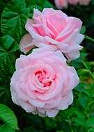 2025-06-15/4051c143-b462-48ff-bbf3-5bc8b3be52d4