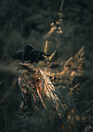 2025-11-05/919a30d3-7c50-4b98-b22a-ade17fe36fbd