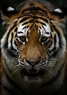 2025-11-17/8b61bd71-bffb-485a-84e1-675fd21b88e4