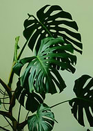 2025-11-17/c504c05f-cbb7-4077-b477-3681fc8db69c