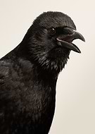 2026-01-03/461e0421-17d8-425e-bd29-18279674e4b9