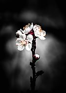 2026-01-17/7829fb70-af01-4598-b6cf-46309bdface8