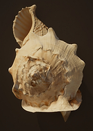 2026-01-18/8a655222-de79-421e-8072-2eb9f9ebc1c2