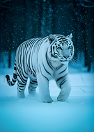 2026-02-03/25f172e6-eb8f-4d35-9f3e-20cf58d18142