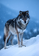 2026-02-10/490a3616-4c3c-4620-be0e-4bf8d09f07f7