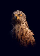 2026-02-11/c35c59cd-4780-4fe8-9eae-6d4ec4e0dc31