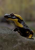 2026-02-11/feef3003-1f6e-4dbf-b4de-7077b37ac047