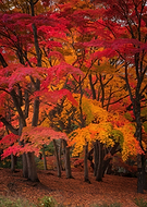 2026-03-06/3f7f0e39-d9fb-4c80-9302-70a5a051dde2