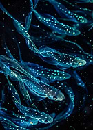 2026-03-12/419fa667-00e3-4596-b600-cb1d07bc5f11