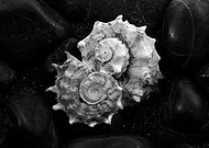 2013-11-17/69a27e4b88ecc724ee284c21b82ae6eb