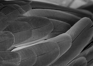 2014-01-28/50fd9d388df5db1a76c9a084f22ee144