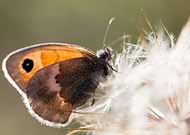 2014-08-08/b526d3e96095b62c415588f5dbccbc1e