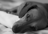 2014-12-15/c85c670592779e41ede26c705366836d