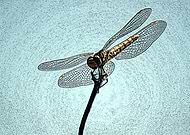 2014-12-29/28605ef9a3ce539e98a1eec1f92a8488