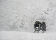 2015-02-11/c998a227565bf8696cfe00a520caa524