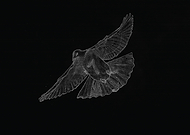 2015-03-25/971e41a41842bd05c3cd34051a821b3e