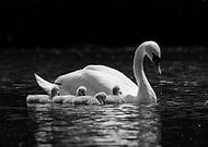 2015-07-02/b315cb7468089dee253729e16ecafff5