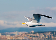 2015-07-03/50075f0407450749901803dd9b9cf4eb