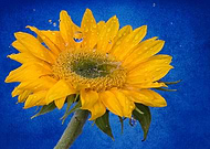 2015-07-28/8ebb892d06b4a9f41a55a37dc9b87836