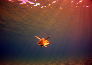 2015-07-30/357dc28018247ec124de1f6f4b8fbdb1