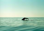 2015-09-06/c1c6bc04ce85312d94798cf49944716f