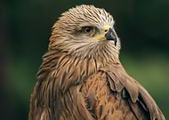 2015-10-24/238b45435d1a5e3bbd1894ad0972a9bb