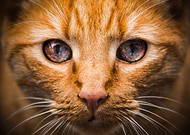 2015-12-17/29546b791f4eca741340b5168d34f953