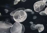 2016-09-28/136405613a5f8453c3c35a512d464881