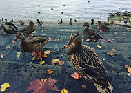 2016-11-24/d706b5db4dcc2598c71c027b0988ec93