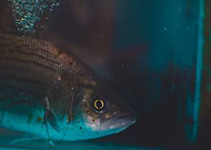 2018-04-30/fc8a082bf38251f37f7c0d3cb9b2c8b4_a96a279f8c78d8bef0a3b60bdcf2faf3