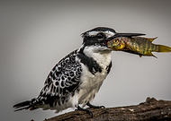 2018-05-24/a6f3c15f462592b8fffa6acf4219ac50_9dddbd49d730f3df7f6385b50020503b