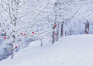 2018-05-25/80355a2fd53733ab9ce8ae8c61cbcbc5_90d06f4267cf406cea7829e41c290eea