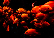 2018-05-25/fe624e4d2a1d83c11b34abd2fc31a52f_cb6600f5c54b0ab3f411cfa08348448d