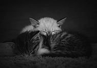 2018-05-29/f6939367dcc6550c0743daeffaee8414_bdf40c7c274c956069967201962c2684