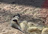 2018-05-30/d0e9bc2836aef3c57d3eee5533af6138_73c3fc062775fc807d3d1c4a8ef18af5