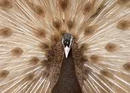 2018-06-22/2253959ea8483136fb57e93cb1a28db1_9fb9fbf1204741667a6d93b21dc744ee