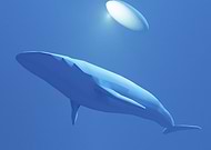 2018-07-10/96d65c19876715147a72c15e42a746bb_ddc2a6897eda7c9324ae75ad00648f33