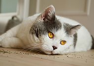 2018-08-02/0fd8fe488418788807fc387613860170_673025f5bd14e033d33940a1295ff484