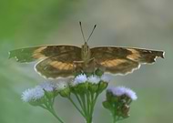 2018-09-02/2286f6a31a19abcad8cc27744450486b_510afed15a5422cb1b2ed5fc6fba416d