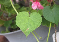 2018-09-05/65a47219d8eb4cb76c5b06295a058421_44c0a7096b1b4ce72c2f400278a01dad