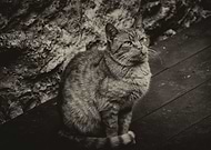 2018-09-11/d4d7a718cca9e19cc72eb0536f4b7bf8_11ab14d1bef973ec1294108901c06c51