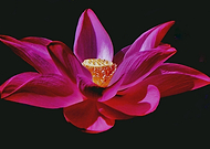 2018-09-26/2fab5b8ed9923d900ca8aef6955d68b6_31afde69928f556b37a860d1c6b59186