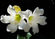 2018-10-09/9cf68f45926cb7dbcfd679780a42e24b_adbaf73c7167a87d71b7d304d0c6ae5a