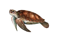 2018-10-14/1e46f7c3f13d09ff1d11afe92c28c8ff_c54c5332f67cb6a6bd21137e553738b9