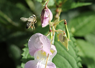 2018-10-28/60721b1efa6068c80227886f7cbcb846_28f0ee47f184f0ebb3ea91fd5040fc2d