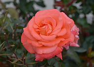 2018-11-19/62c73b1c8e18353629939c12adc859be_7e234a2bc27a50fc2b39fbc9e38bca06