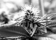 2018-11-25/f12963276bebb055530860926aefcfca_df7327b2090044bd353663fc7082925e