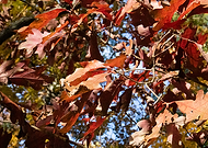 2018-12-04/0711430736fc38030b21436f05a65284_c00c6316aad44d3319e324429e105c9c