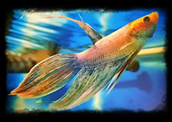 2018-12-16/9a46563ec0dc84aabc2e94777742e039_93f67b4bf281bf2cce5982c77b40e83e